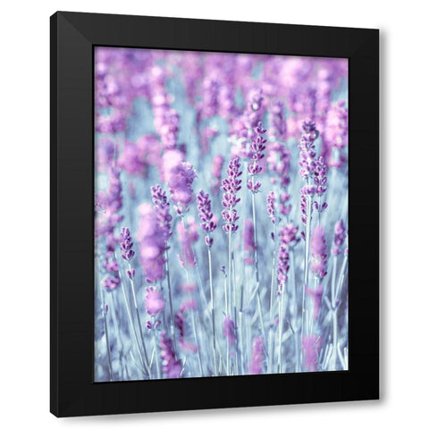 Lavender Black Modern Wood Framed Art Print by Frank, Assaf