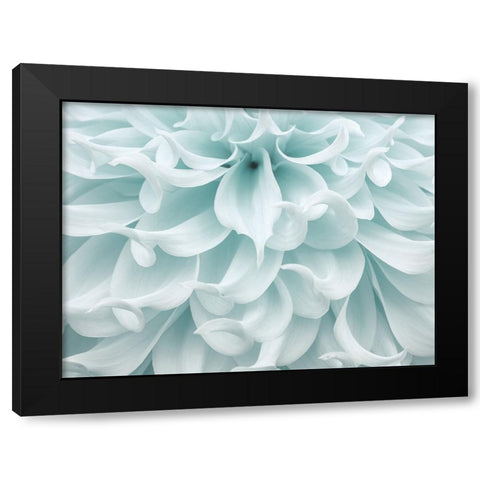 Dahlia close-up Black Modern Wood Framed Art Print with Double Matting by Frank, Assaf