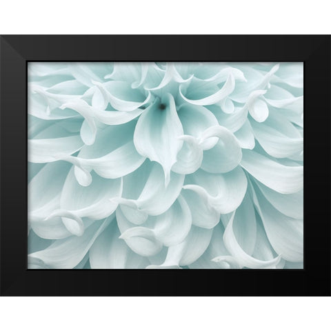 Dahlia close-up Black Modern Wood Framed Art Print by Frank, Assaf