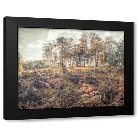 Forest with tall trees and foliage Black Modern Wood Framed Art Print by Frank, Assaf