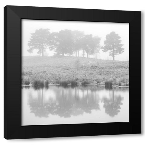 Misty Pine trees-reflection Black Modern Wood Framed Art Print by Frank, Assaf