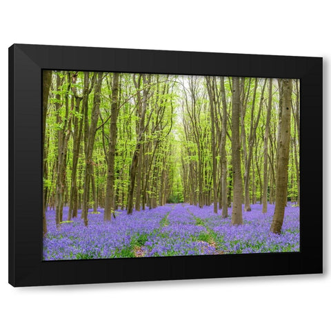 Bluebell wood path Black Modern Wood Framed Art Print with Double Matting by Frank, Assaf