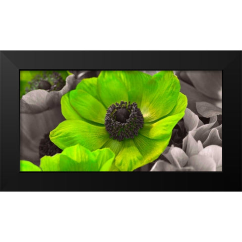 AF20111223 Anemone 008C15-2 Green Black Modern Wood Framed Art Print by Frank, Assaf