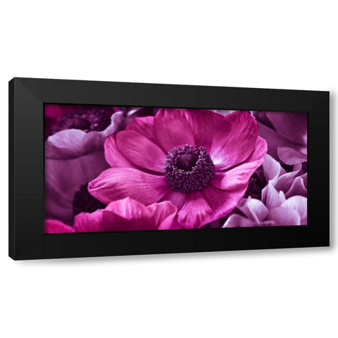 AF20111223 Anemone 008C15-2 RaspberryC01 Black Modern Wood Framed Art Print by Frank, Assaf