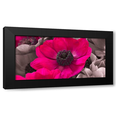 AF20111223 Anemone 008C15-2 Raspberry Black Modern Wood Framed Art Print by Frank, Assaf