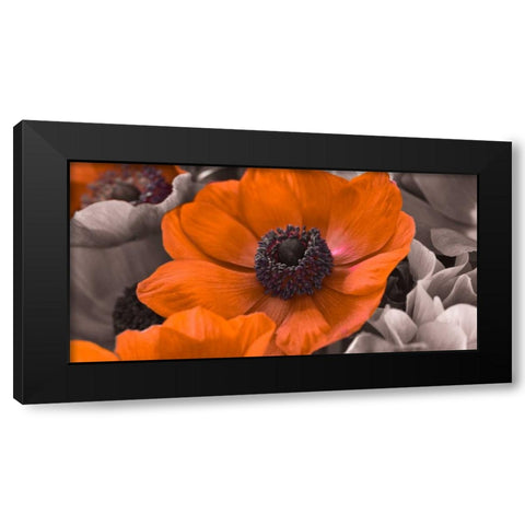 AF20111223 Anemone 008C15-2 RedC01 Black Modern Wood Framed Art Print with Double Matting by Frank, Assaf