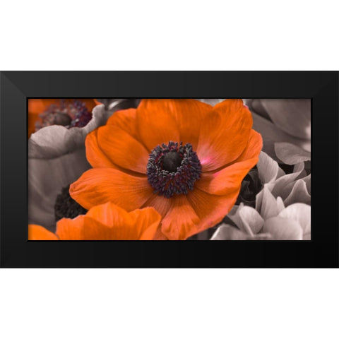 AF20111223 Anemone 008C15-2 RedC01 Black Modern Wood Framed Art Print by Frank, Assaf