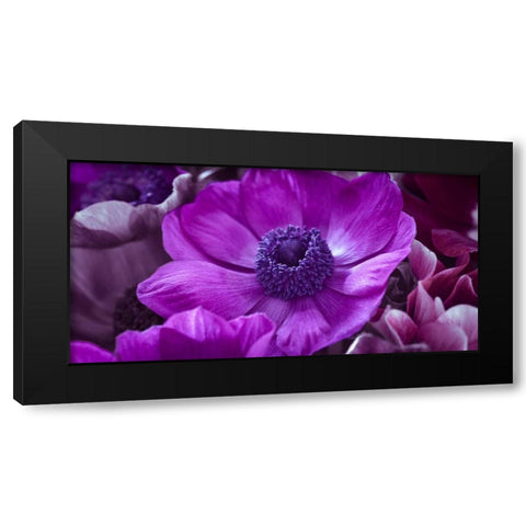 AF20111223 Anemone 008C16 Black Modern Wood Framed Art Print with Double Matting by Frank, Assaf