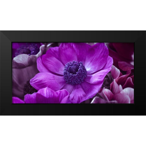 AF20111223 Anemone 008C16 Black Modern Wood Framed Art Print by Frank, Assaf