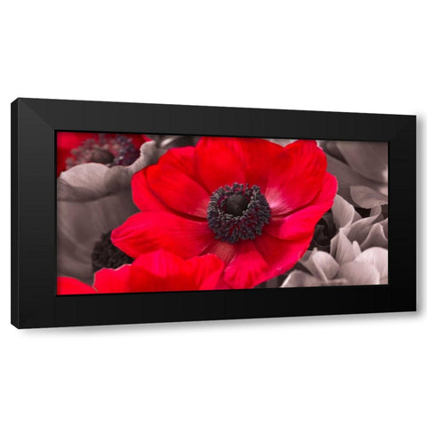 AF20111223 Anemone 008C15-2 Red Black Modern Wood Framed Art Print by Frank, Assaf