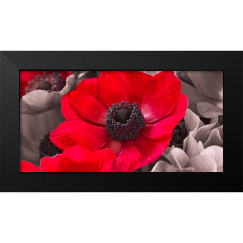 AF20111223 Anemone 008C15-2 Red Black Modern Wood Framed Art Print by Frank, Assaf
