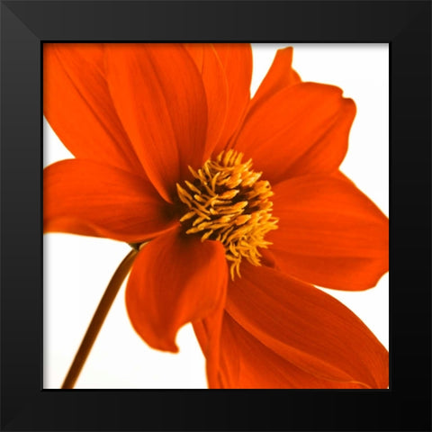 AF20110714 Dahlia 106C03 Black Modern Wood Framed Art Print by Frank, Assaf