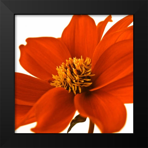 AF20110714 Dahlia 107C02 Black Modern Wood Framed Art Print by Frank, Assaf