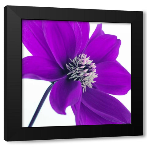 AF20110714 Dahlia 106C05 Black Modern Wood Framed Art Print with Double Matting by Frank, Assaf