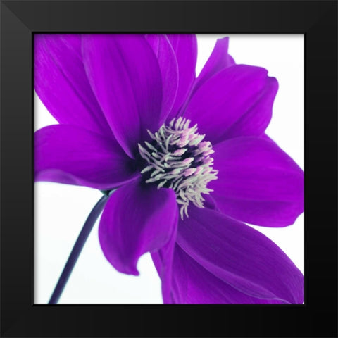AF20110714 Dahlia 106C05 Black Modern Wood Framed Art Print by Frank, Assaf