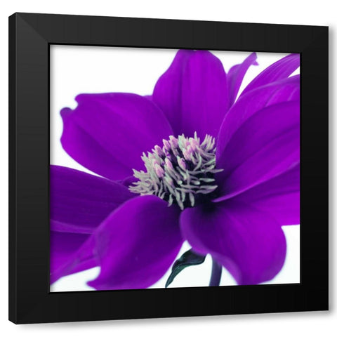 AF20110714 Dahlia 107C05 Black Modern Wood Framed Art Print with Double Matting by Frank, Assaf