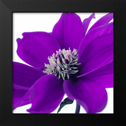 AF20110714 Dahlia 107C05 Black Modern Wood Framed Art Print by Frank, Assaf