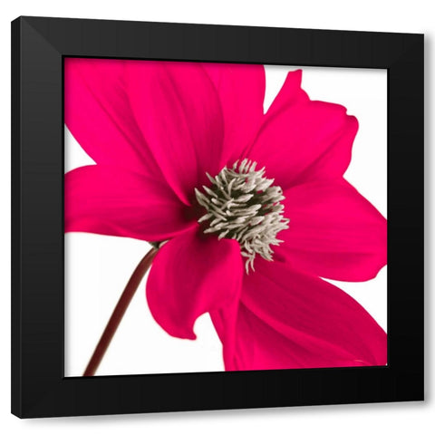 AF20110714 Dahlia 106C13 Black Modern Wood Framed Art Print with Double Matting by Frank, Assaf