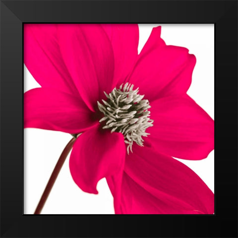 AF20110714 Dahlia 106C13 Black Modern Wood Framed Art Print by Frank, Assaf