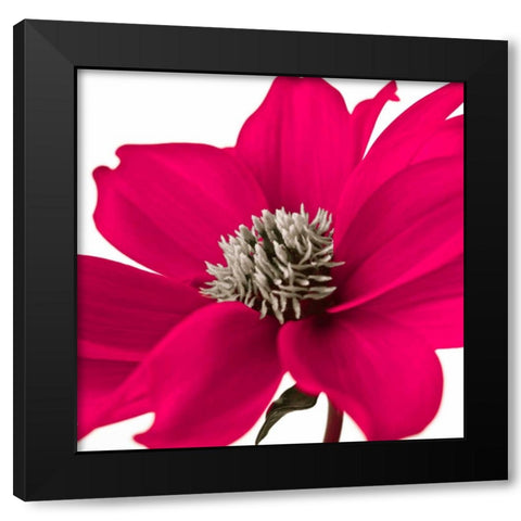 AF20110714 Dahlia 107C08 Black Modern Wood Framed Art Print by Frank, Assaf