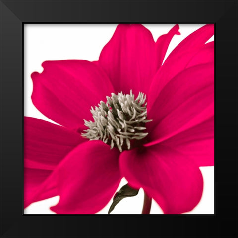 AF20110714 Dahlia 107C08 Black Modern Wood Framed Art Print by Frank, Assaf