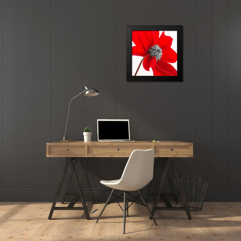 AF20110714 Dahlia 106C15 Black Modern Wood Framed Art Print by Frank, Assaf