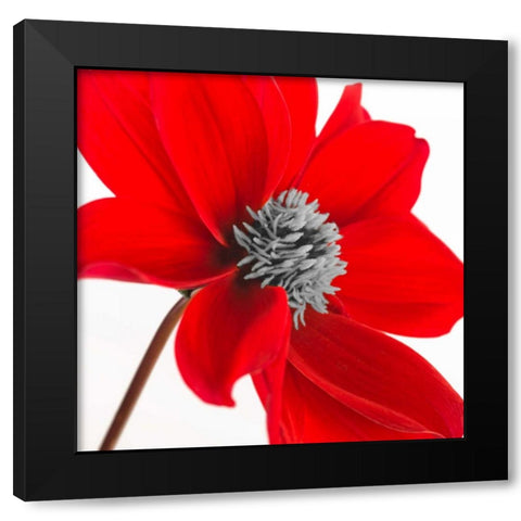 AF20110714 Dahlia 106C15 Black Modern Wood Framed Art Print by Frank, Assaf