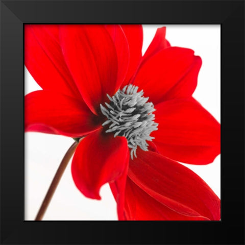 AF20110714 Dahlia 106C15 Black Modern Wood Framed Art Print by Frank, Assaf