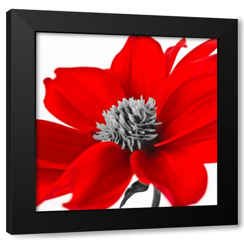 AF20110714 Dahlia 107C15 Black Modern Wood Framed Art Print by Frank, Assaf