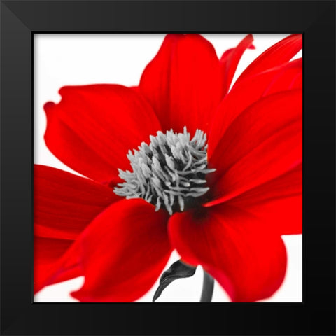 AF20110714 Dahlia 107C15 Black Modern Wood Framed Art Print by Frank, Assaf