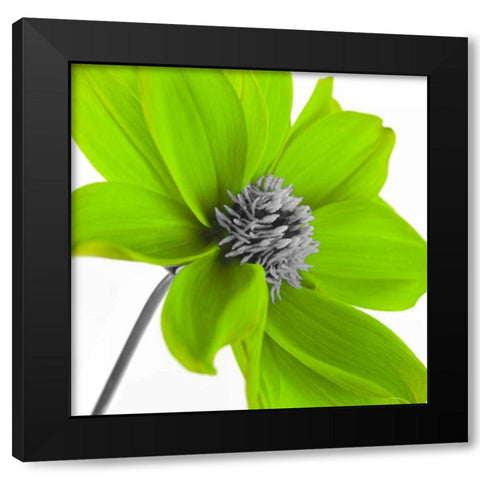 AF20110714 Dahlia 106C15 Green Black Modern Wood Framed Art Print with Double Matting by Frank, Assaf