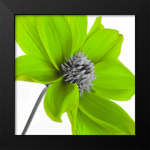 AF20110714 Dahlia 106C15 Green Black Modern Wood Framed Art Print by Frank, Assaf