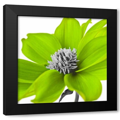 AF20110714 Dahlia 107C15 Green Black Modern Wood Framed Art Print by Frank, Assaf