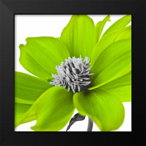 AF20110714 Dahlia 107C15 Green Black Modern Wood Framed Art Print by Frank, Assaf