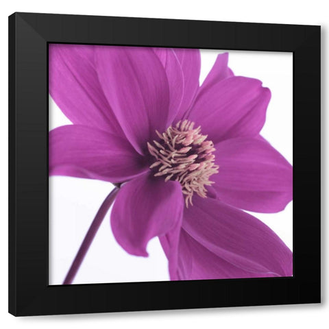 AF20110714 Dahlia 106C16 Black Modern Wood Framed Art Print by Frank, Assaf