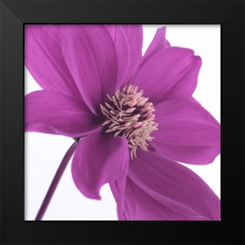 AF20110714 Dahlia 106C16 Black Modern Wood Framed Art Print by Frank, Assaf
