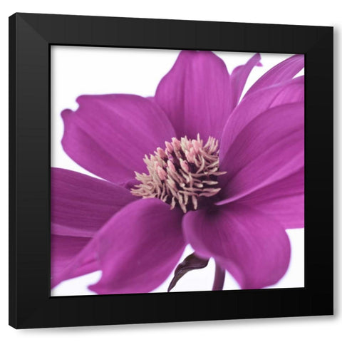 AF20110714 Dahlia 107C16 Black Modern Wood Framed Art Print by Frank, Assaf