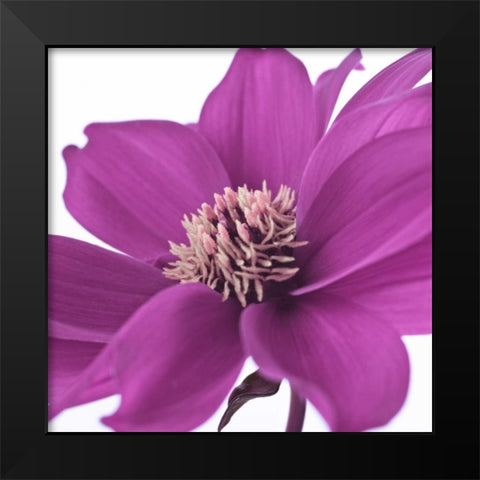 AF20110714 Dahlia 107C16 Black Modern Wood Framed Art Print by Frank, Assaf