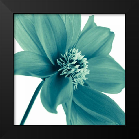 AF20110714 Dahlia 106C11 Black Modern Wood Framed Art Print by Frank, Assaf