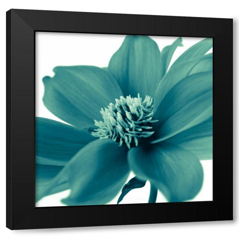 AF20110714 Dahlia 107C06 Black Modern Wood Framed Art Print with Double Matting by Frank, Assaf
