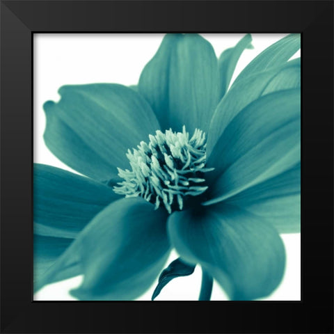 AF20110714 Dahlia 107C06 Black Modern Wood Framed Art Print by Frank, Assaf