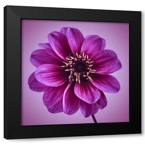 AF20110818 Dahlia 016C13bC01 Black Modern Wood Framed Art Print with Double Matting by Frank, Assaf