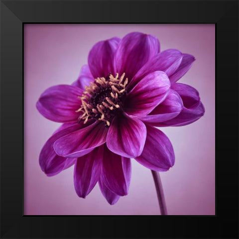 AF20110818 Dahlia 041C13 Black Modern Wood Framed Art Print by Frank, Assaf