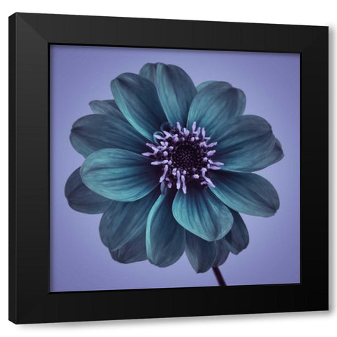 AF20110818 Dahlia 016C19bC01 Black Modern Wood Framed Art Print by Frank, Assaf