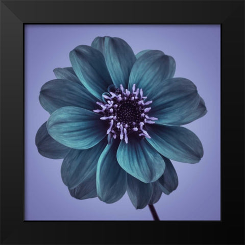 AF20110818 Dahlia 016C19bC01 Black Modern Wood Framed Art Print by Frank, Assaf