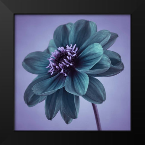 AF20110818 Dahlia 041C14 Black Modern Wood Framed Art Print by Frank, Assaf