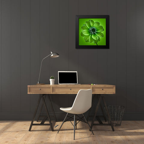 AF20110818 Dahlia 027C04 GreenC01 Black Modern Wood Framed Art Print by Frank, Assaf