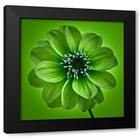 AF20110818 Dahlia 027C04 GreenC01 Black Modern Wood Framed Art Print with Double Matting by Frank, Assaf