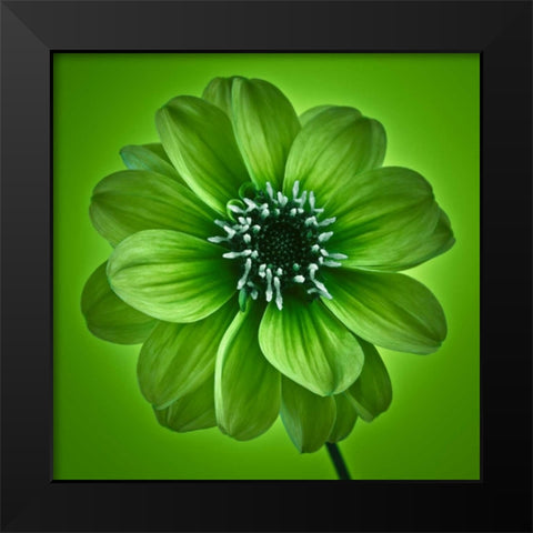 AF20110818 Dahlia 027C04 GreenC01 Black Modern Wood Framed Art Print by Frank, Assaf