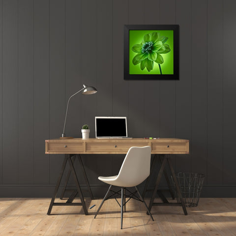 AF20110818 Dahlia 045C04 GreenC01 Black Modern Wood Framed Art Print by Frank, Assaf